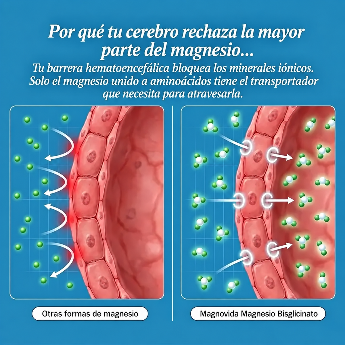 Comparativa de absorción: bisglicinato frente a otras formas de magnesio